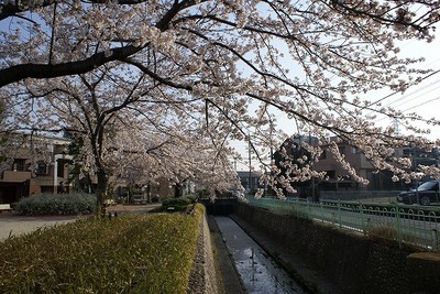 桜続くこの道を・・・|口コミで話題のワハハ記録をご紹介。名古屋市熱田区のぱんち接骨院