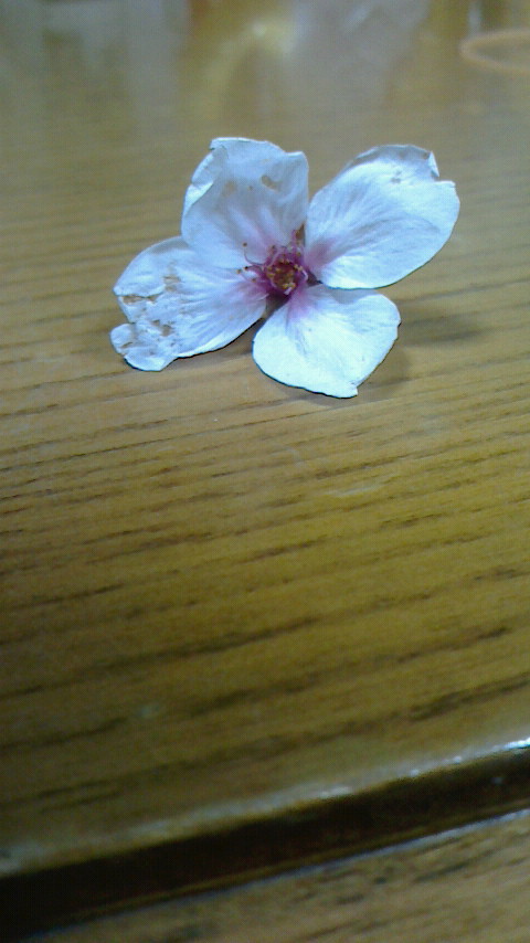 ちょっと変わった桜の花|口コミで話題のワハハ記録をご紹介。名古屋市熱田区のぱんち接骨院
